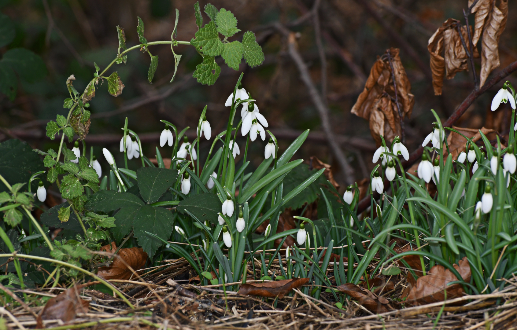 Die Vorboten des Frühlings ...