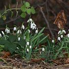 Die Vorboten des Frühlings ...