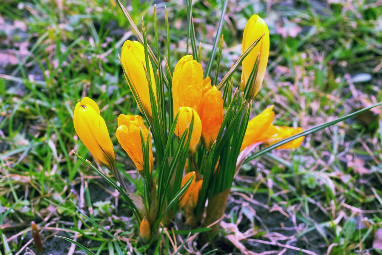Die Vorboten des Frühlings - gelbe Krokusse