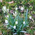 Die Vorboten des Frühlings - Schneeglöckchen