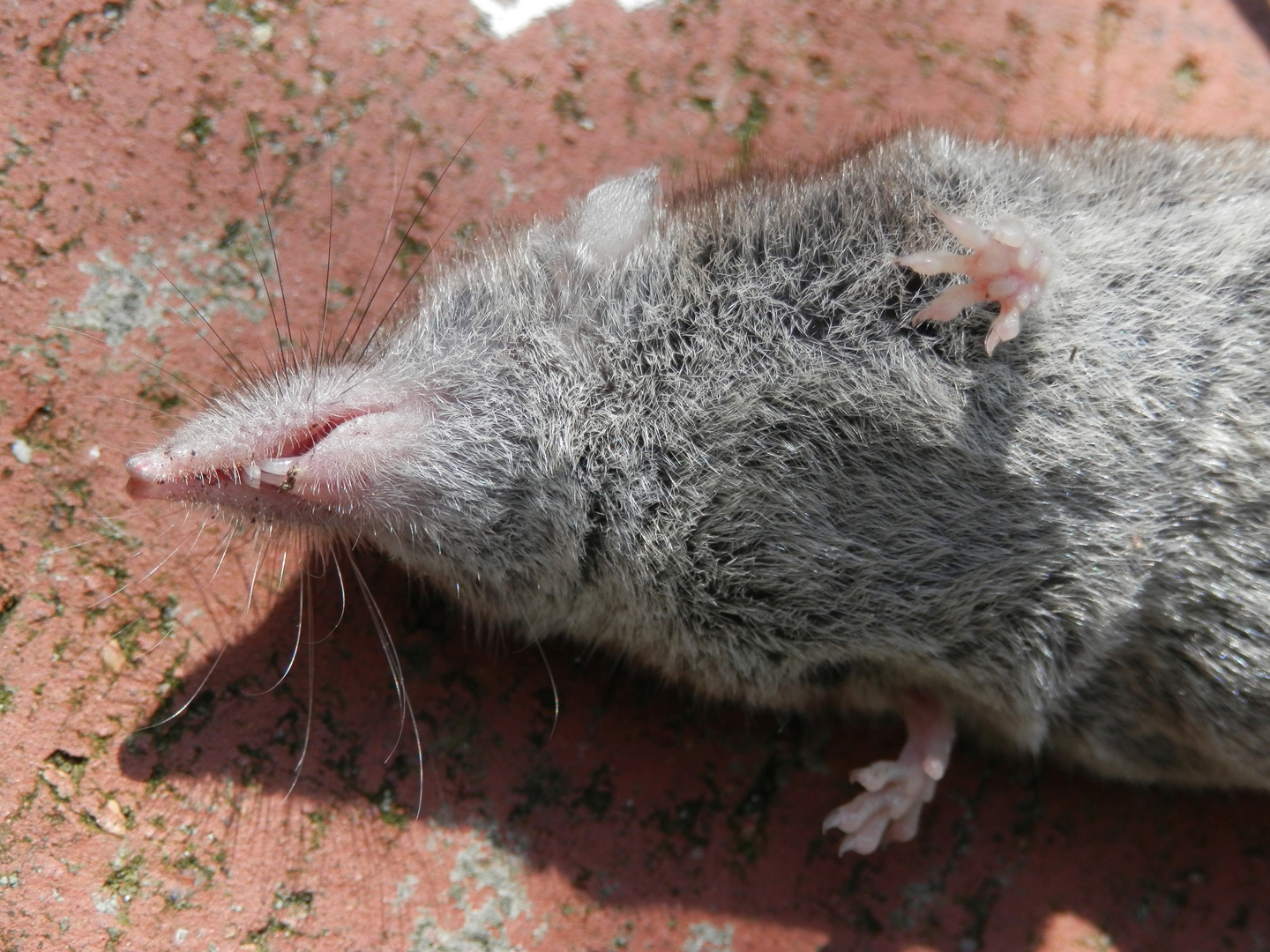 Die vordersten Schneidezähne einer Spitzmaus