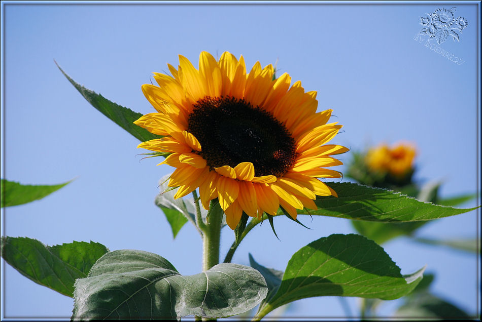 Die vorerst letzte Sonnenblume in diesem Jahr.