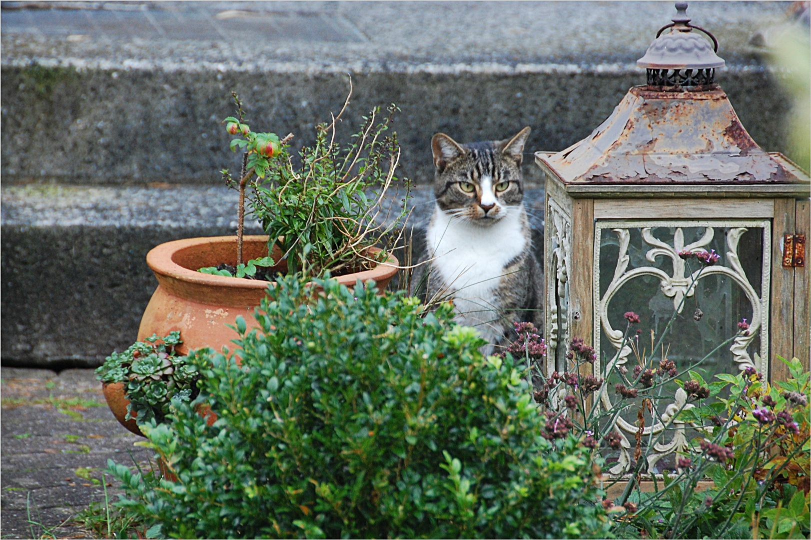 die Foto & Bild tiere, haustiere, katzen Bilder