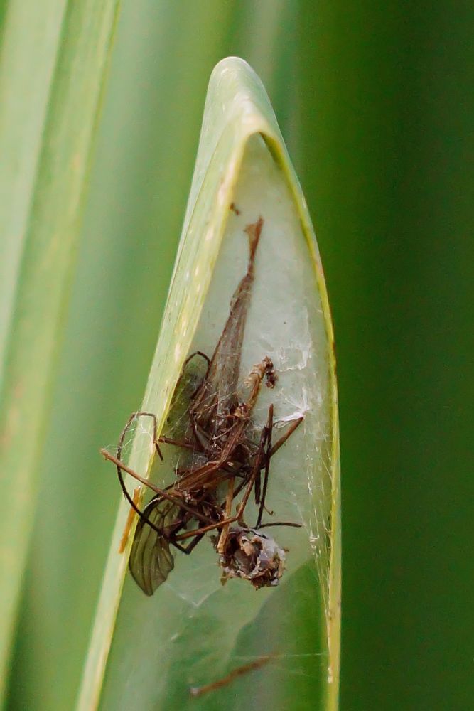 Die Vorratskammer Foto & Bild | natur, tiere, wildlife Bilder auf