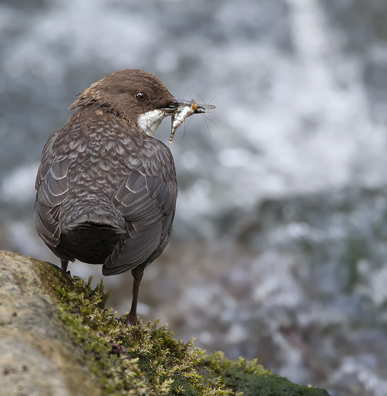 Die vorsichtige Wasseramsel...