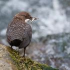 Die vorsichtige Wasseramsel...