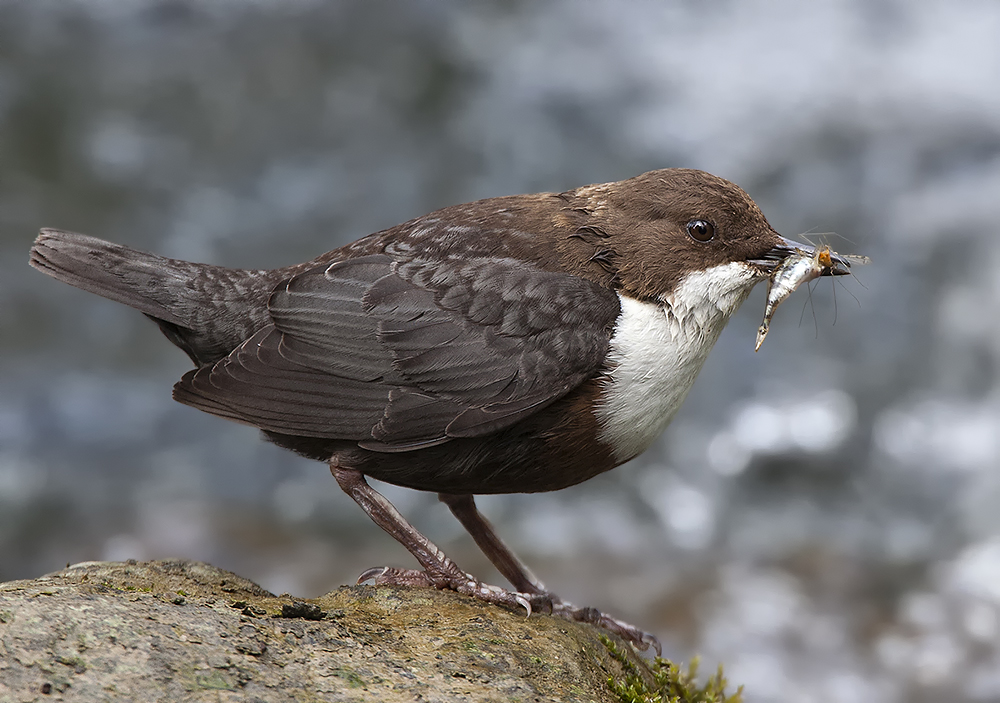 Die vorsichtige Wasseramsel II...