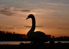 Die Vorstellung kann beginnen: "Schwanensee"