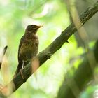 Die Wachholderdrossel im Wald