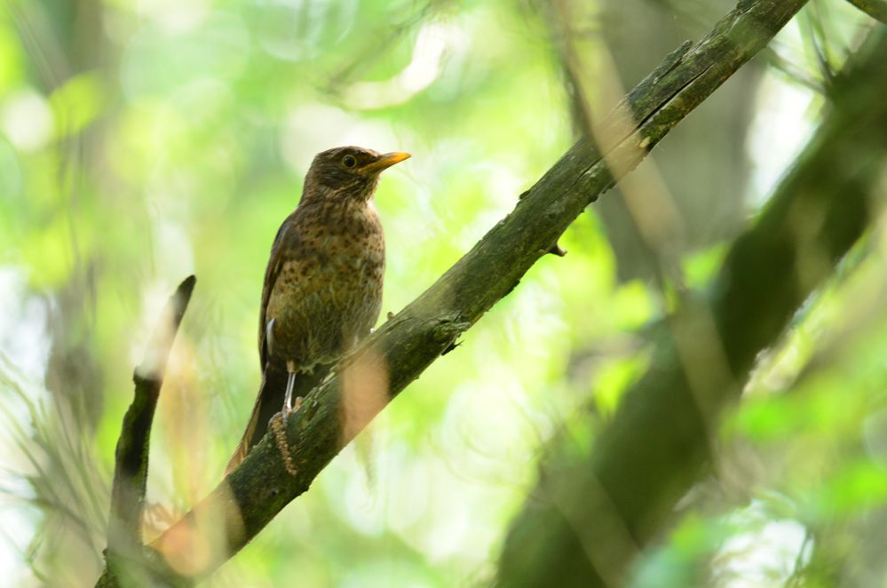 Die Wachholderdrossel im Wald