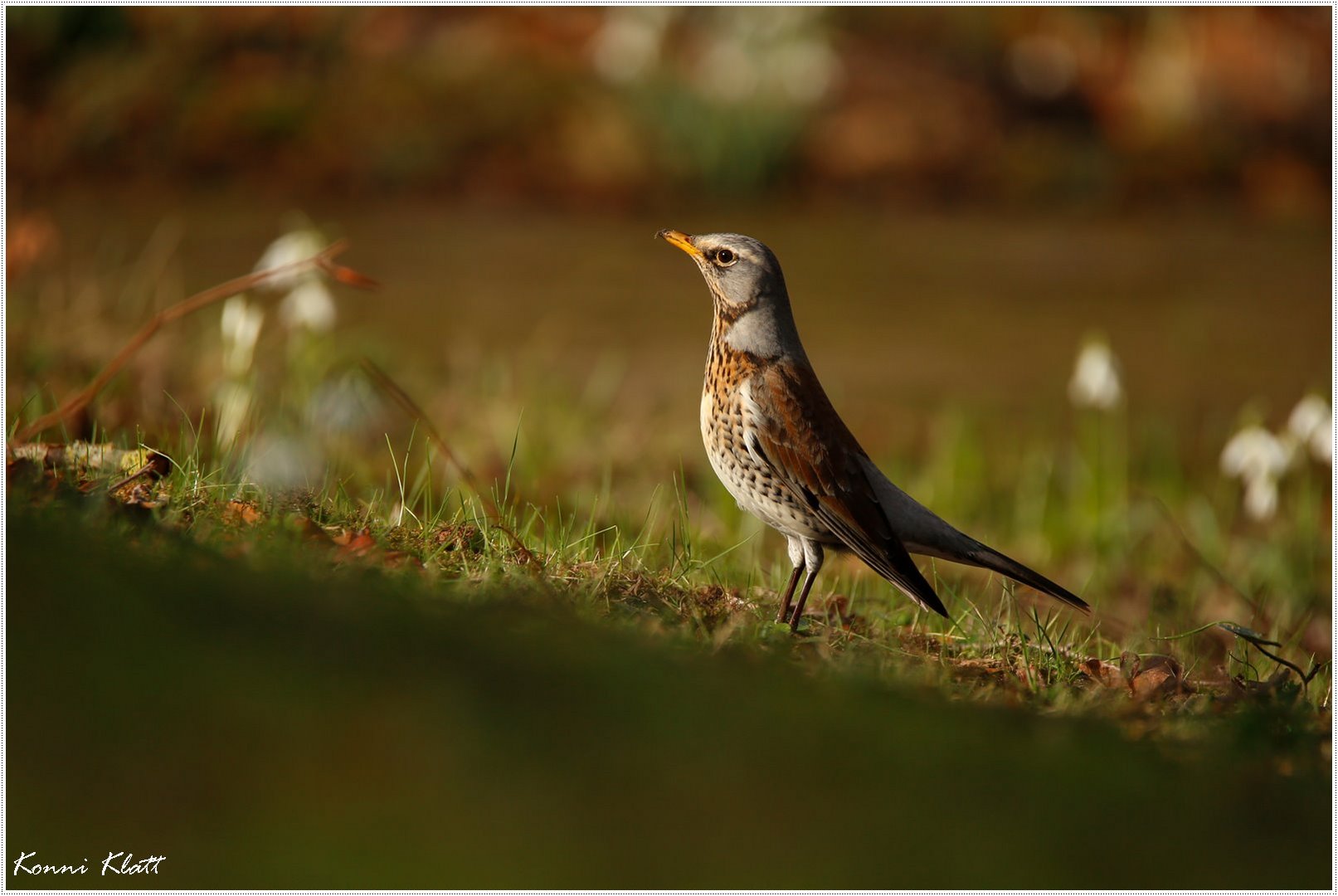 Die Wacholderdrossel ...the Fieldfare