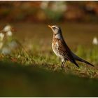 Die Wacholderdrossel ...the Fieldfare