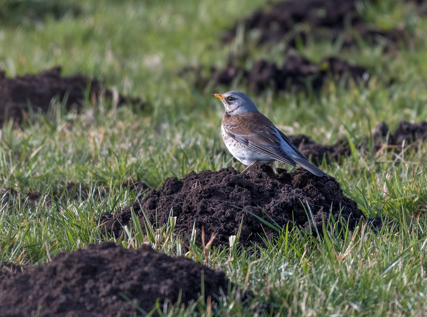 Die Wacholderdrossel (Turdus pilaris)