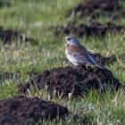 Die Wacholderdrossel (Turdus pilaris)