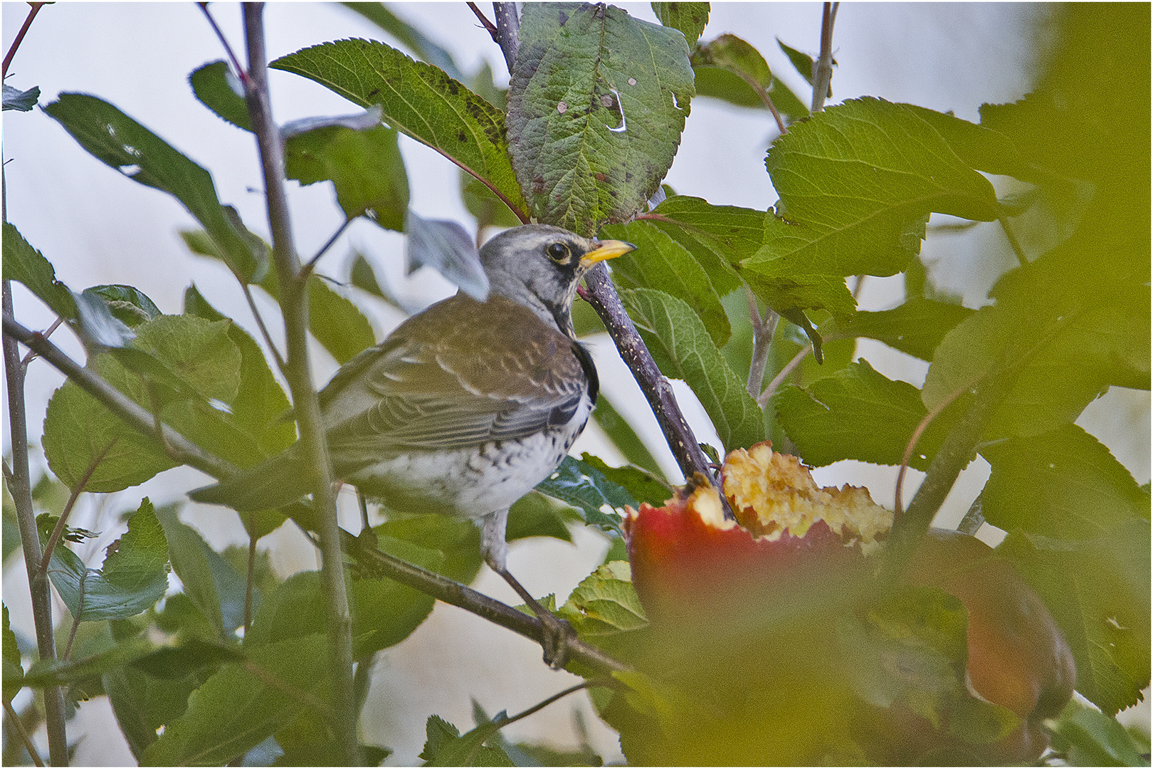 Die Wacholderdrosseln (Turdus pilaris) sind extrem . . .