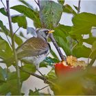 Die Wacholderdrosseln (Turdus pilaris) sind extrem . . .