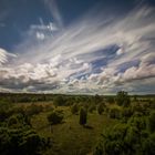 Die Wacholderheide im Elmpter Schwalmbruch (Niederrhein bei Roermond)