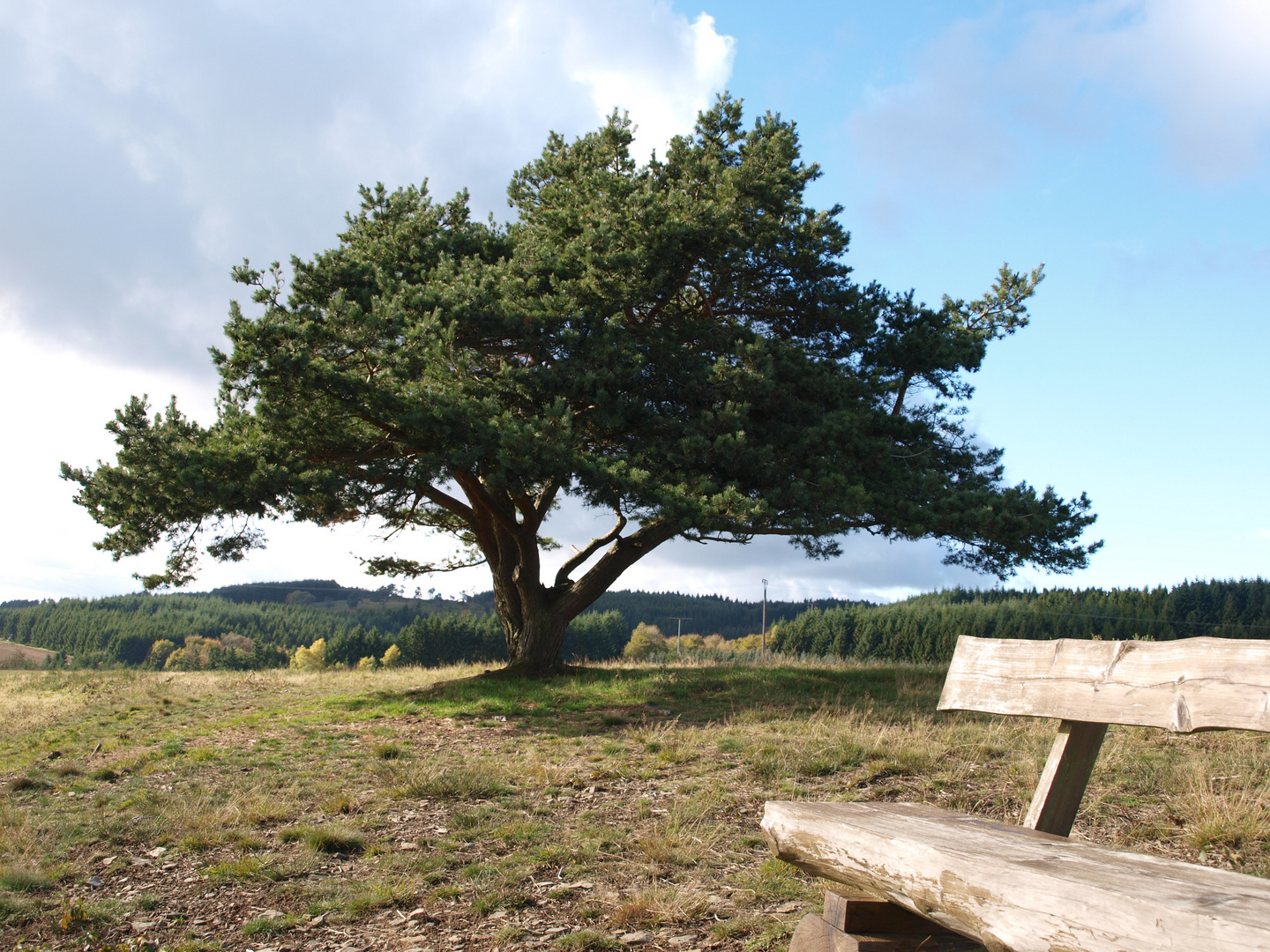 Die Wacholderheide in der Eifel