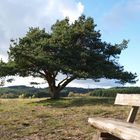 Die Wacholderheide in der Eifel