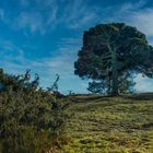 Die Wacholderheiden im Bergheidenweg der Eifel