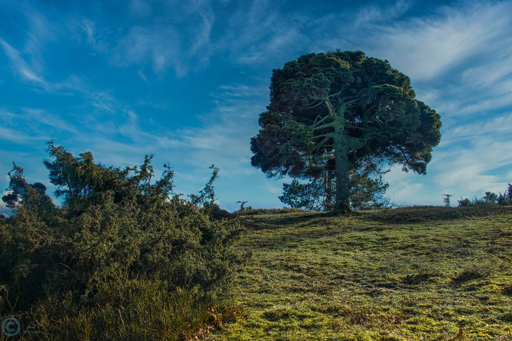 Die Wacholderheiden im Bergheidenweg der Eifel