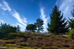 Die Wacholderheiden im Bergheidenweg der Eifel