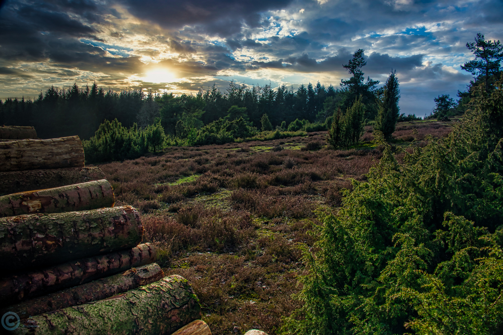 Die Wacholderheiden im Bergheidenweg der Eifel