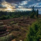 Die Wacholderheiden im Bergheidenweg der Eifel