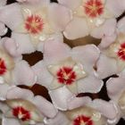 Die Wachs- oder Porzellanblume (Hoya carnosa) ...