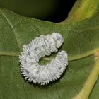 Die wachsfaden-getarnte Larve der Erlen-Blattwespe (Fam. Tenthredinidae) ...