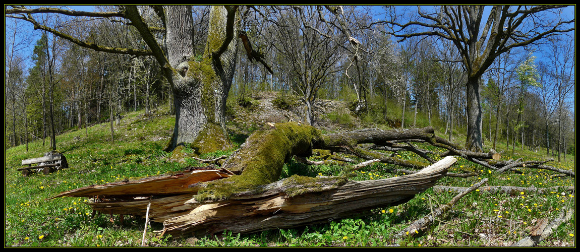 Die Wachtfelseiche im Pegnitztal