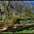 Die Wachtfelseiche im Pegnitztal