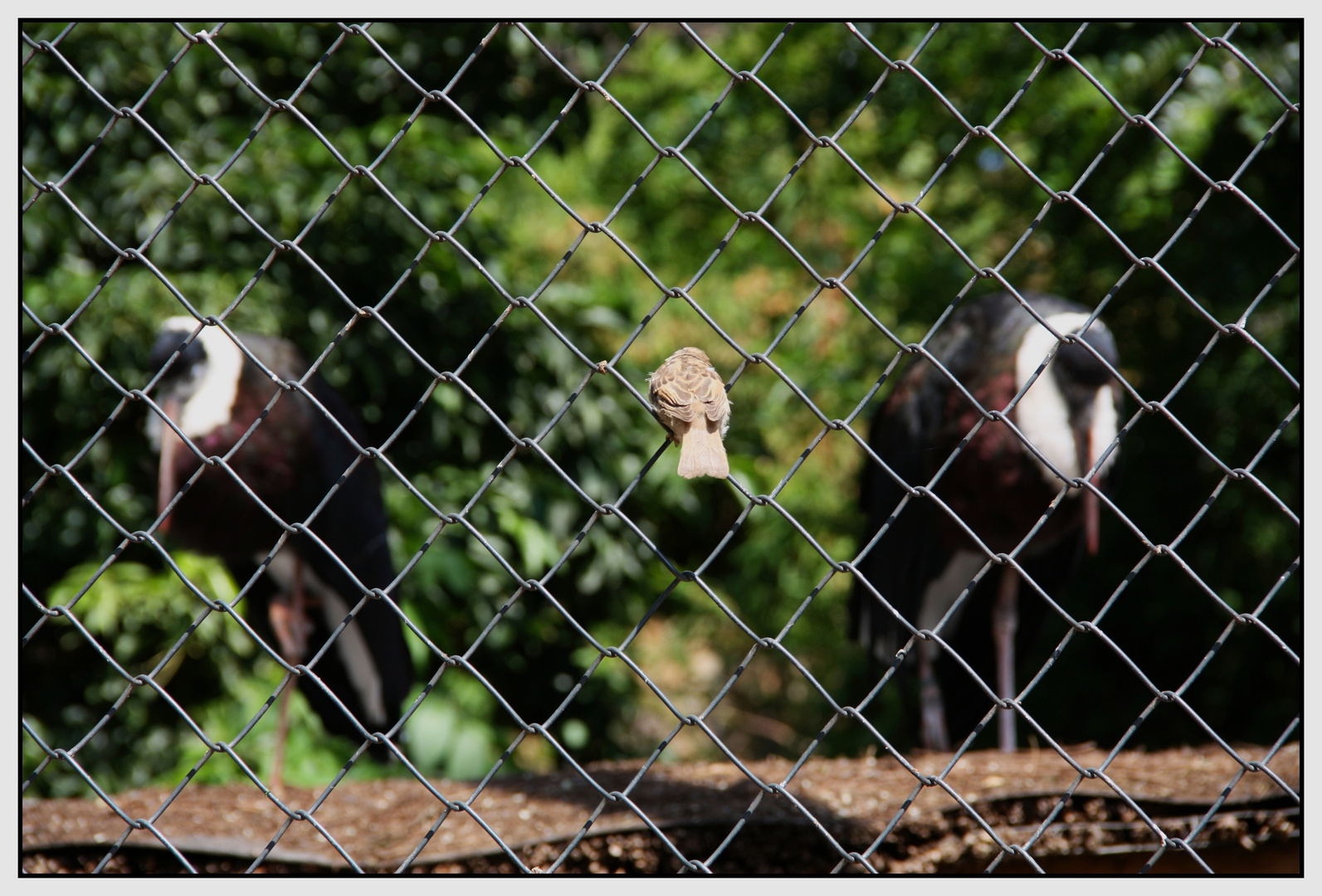 Die Wächter