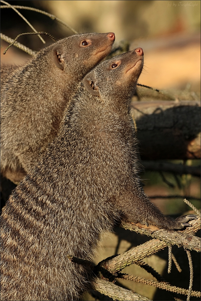 Die Wächter