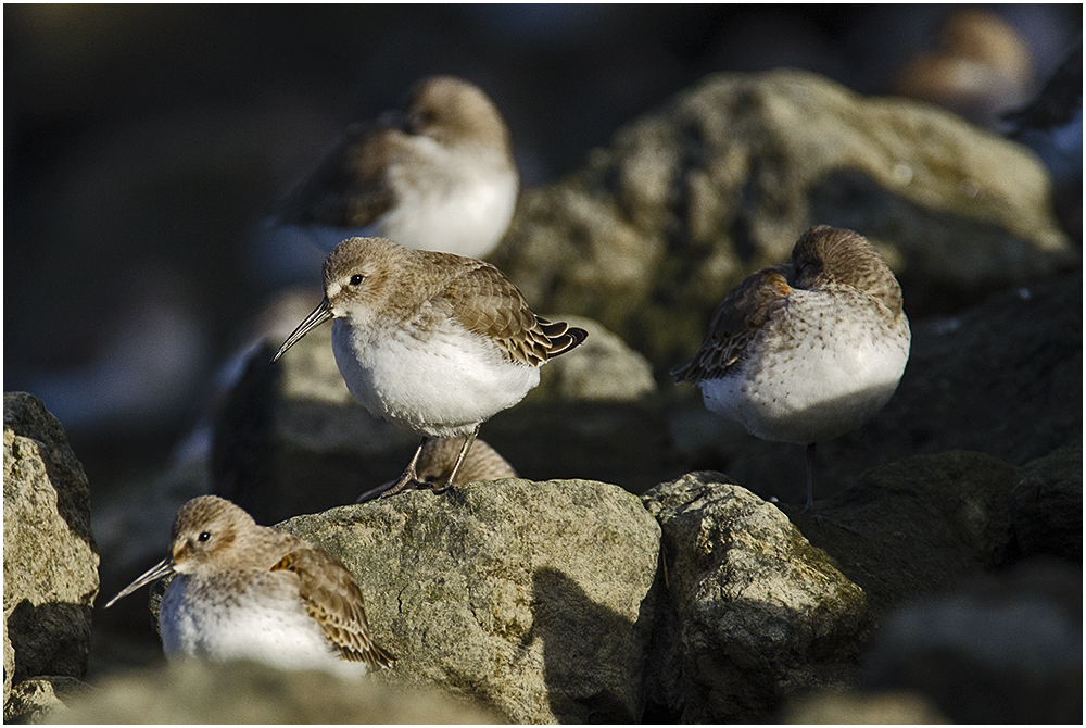  "Die Wächter" - Alpenstrandläufer (Calidris alpina) als Wintergäste (2) . . .