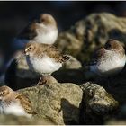  "Die Wächter" - Alpenstrandläufer (Calidris alpina) als Wintergäste (2) . . .