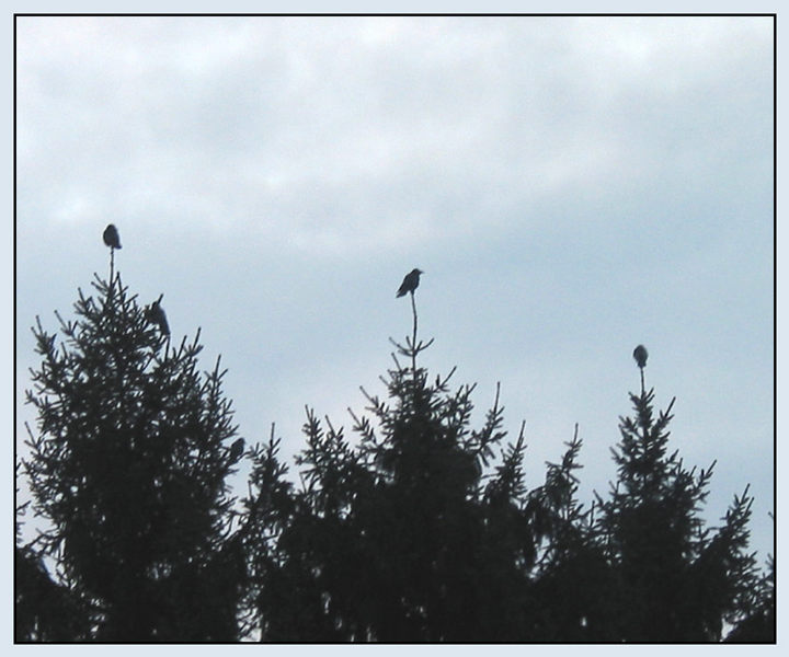 Die Wächter der Natur