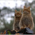 Die Wächter des Wildparks