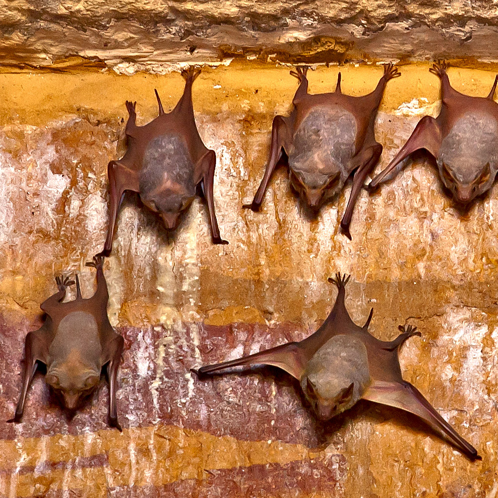 Die Wächter des Windtores in Jaisalmer