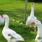 Die Wächter leben noch