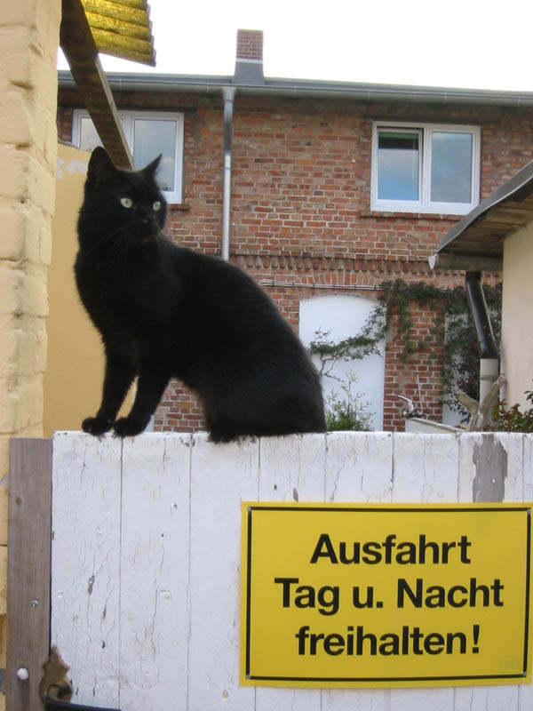 Die Wächterkatze