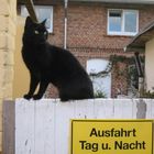 Die Wächterkatze