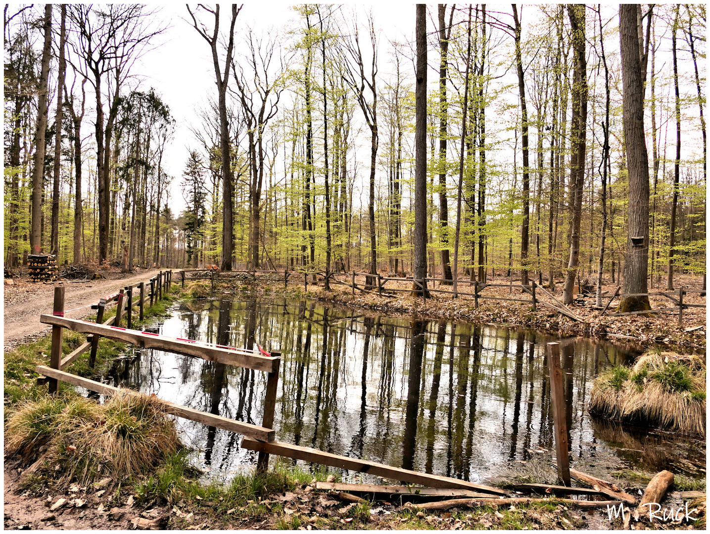 Die Wälder beginnen wieder grün zu werden !