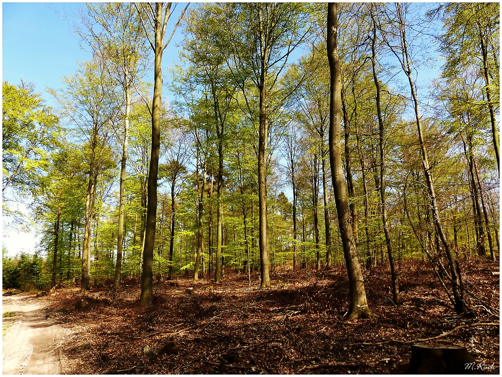 Die Wälder bekommen so langsam ihr grün wieder zurück ,