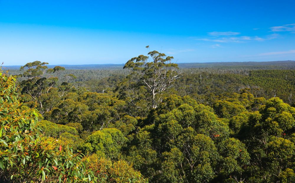 Die Wälder Südwetsaustraliens