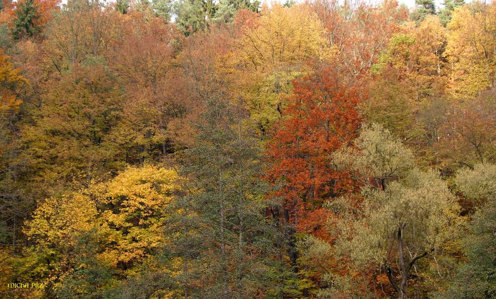 die Wälder werden bunt und schön