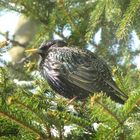 Die Wärme tut gut - ein Star beim Sonnenbad