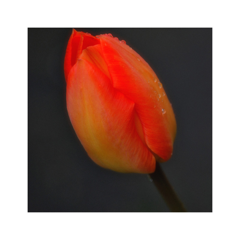 die wärmende Tulpe