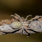 Die Wäsche-Spinne - ein neuer Aspekt