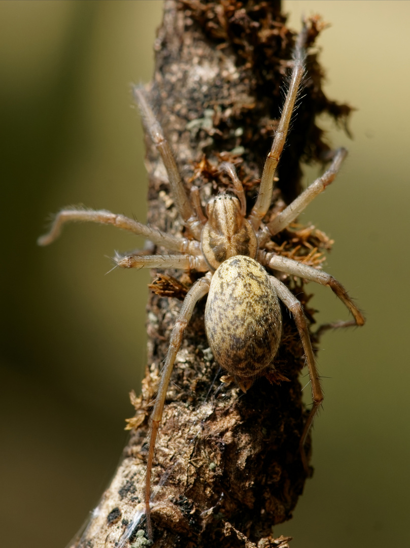 Die Wäsche-Spinne - ein neuer Aspekt